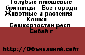 Голубые плюшевые британцы - Все города Животные и растения » Кошки   . Башкортостан респ.,Сибай г.